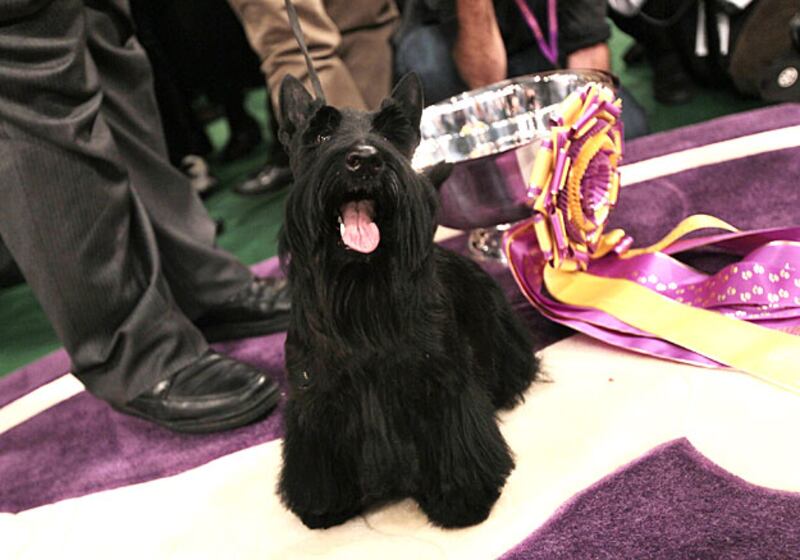 galleries/2010/02/14/westminster-dog-show-winners/best-in-show---sadie-2010_zwnoiu