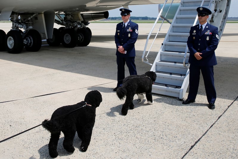 FILE PHOTO: U.S. President Barack Obama's dogs Sunny (L) and Bo arrive to board Air Force One for travel to Massachusetts for the family's annual vacation at Martha's Vineyard, from Joint Base Andrews, Maryland, U.S. August 6, 2016. REUTERS/Jonathan Ernst/File Photo