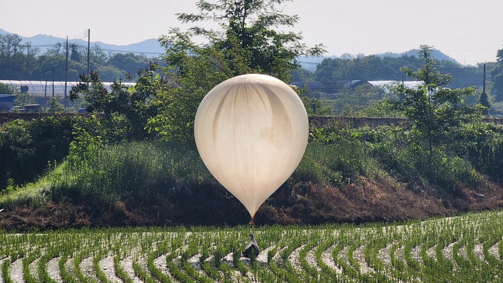 A balloon believed to have been sent by North Korea, carrying various objects including what appeared to be trash and excrement, is seen over a rice field at Cheorwon, South Korea, May 29, 2024.