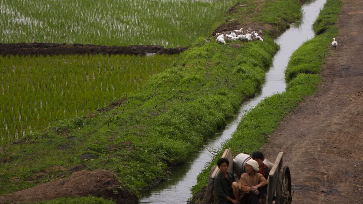 cheats/2012/09/04/small-signs-of-reform-in-n-korea/north-korea-economy-farming-cheat_nzh9hh