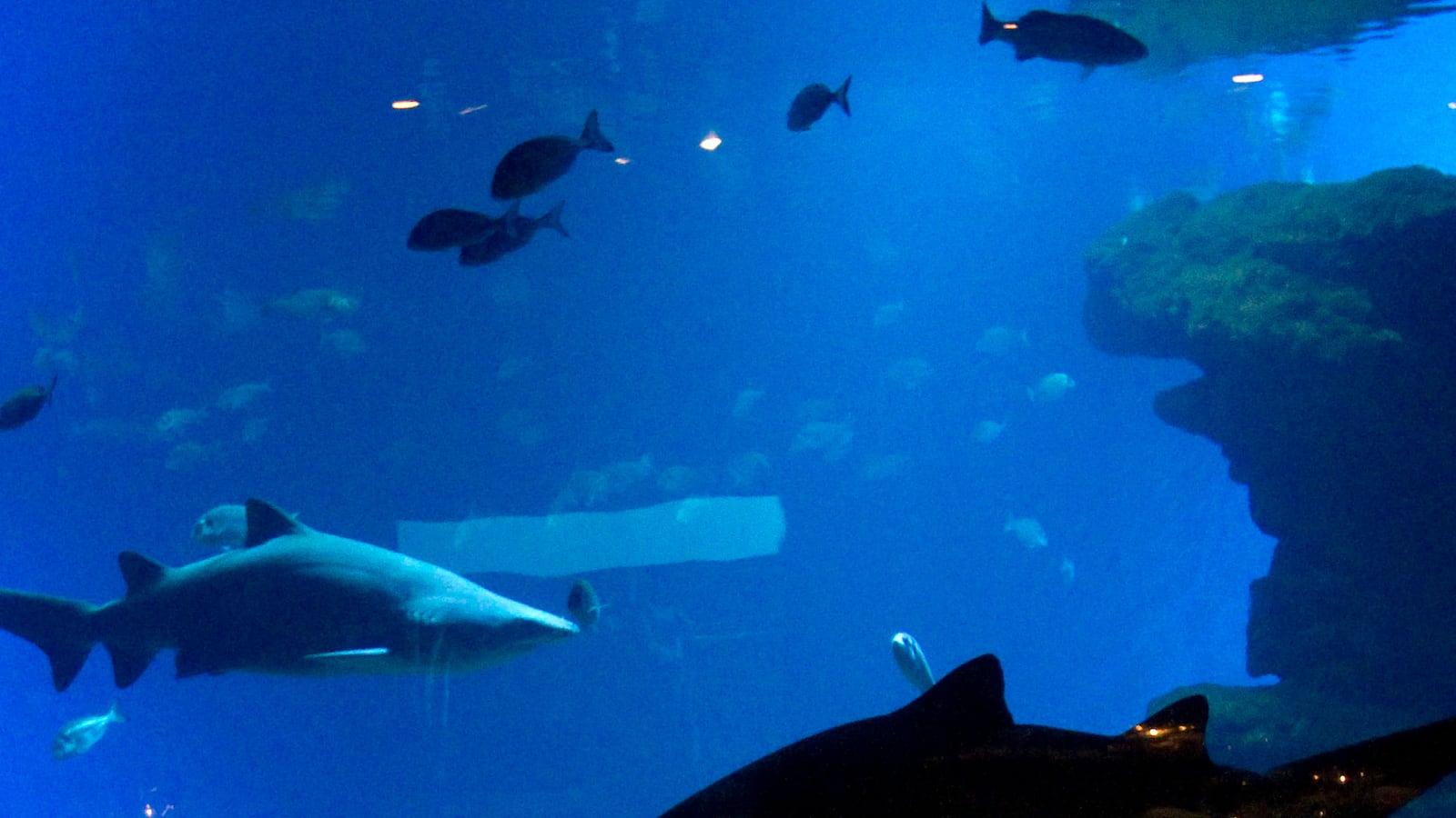 cheats/2013/11/13/xbox-one-guarded-by-sharks/131113-xbox-sharktank-cheat_oxsfxv