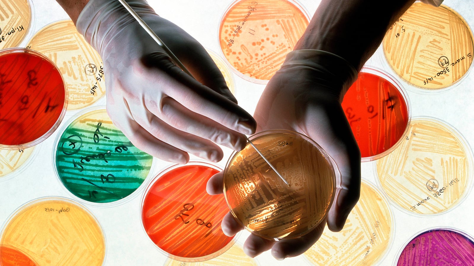 181219-conversation-genetic-bacteria-tease_dlgcti