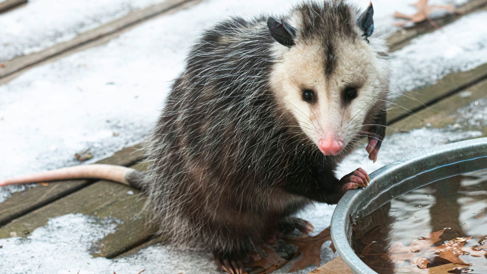 Opossum