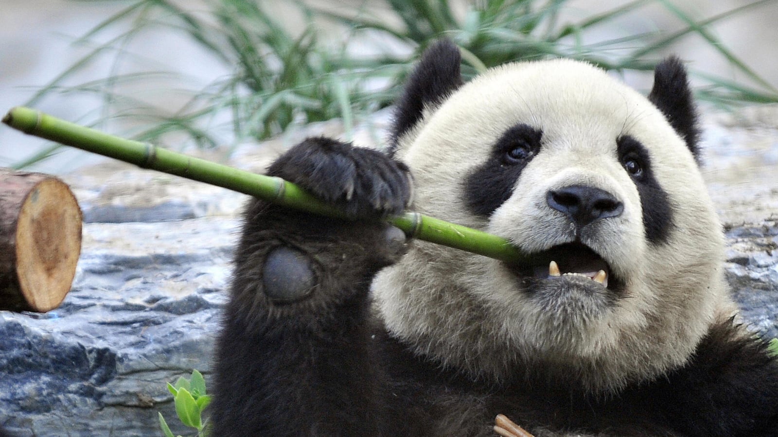 videos/2016/06/02/are-pandas-still-endangered/160602-Place-pandas-no-longer-endangered-Tease_qq9rzi