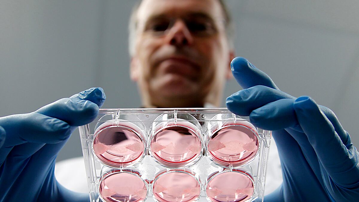 cheats/2012/02/20/scientists-growing-test-tube-burger/test-tube-meat-cheat_gd9sxh