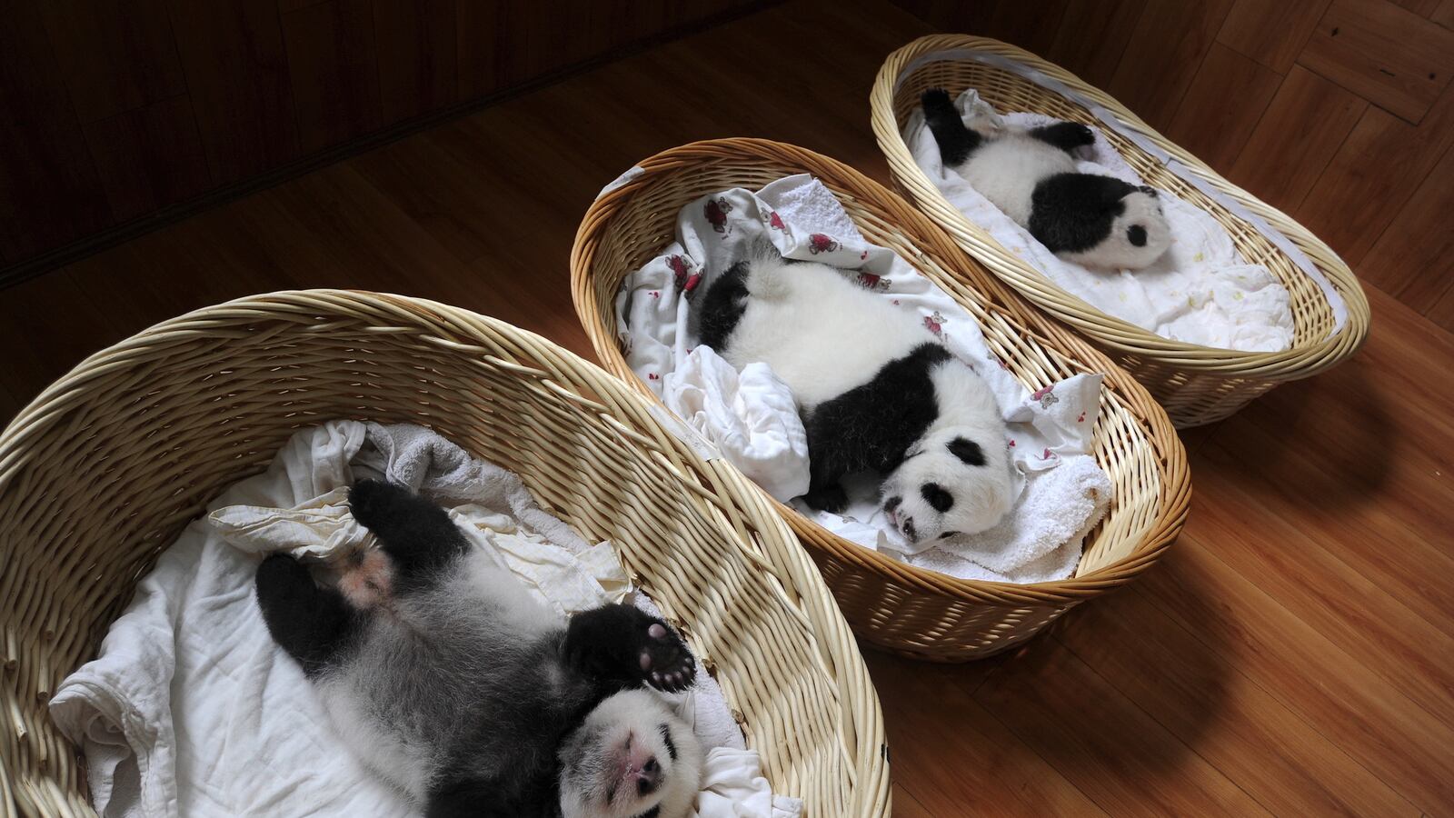 cheats/2015/08/23/giant-panda-has-twins-at-d-c-zoo/150823-panda-cheat_weact2