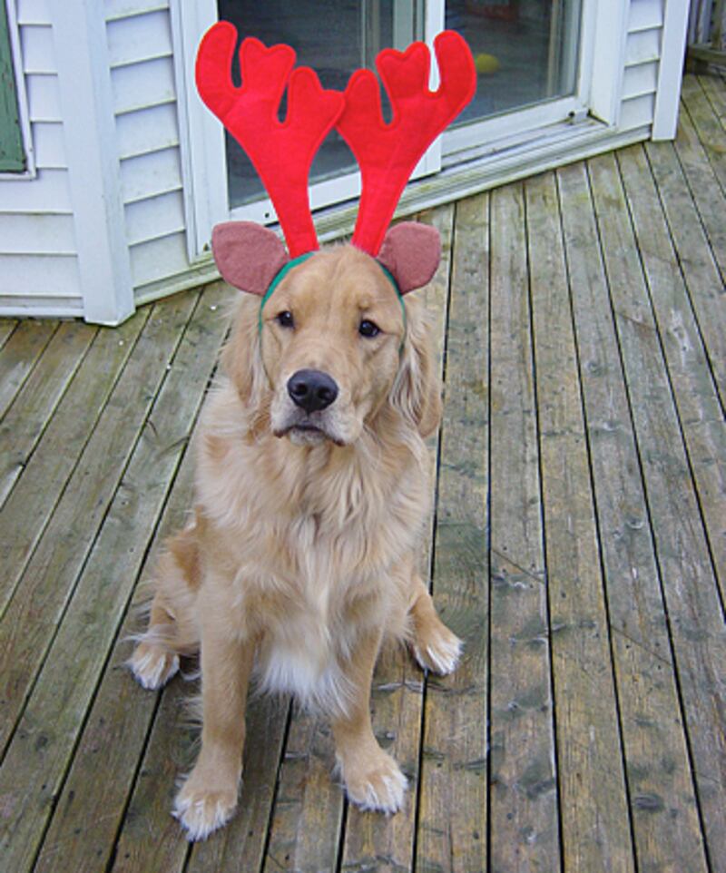 galleries/2010/12/22/reindogs/reindogs-9_o8rwki