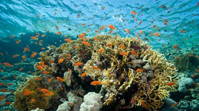 articles/2010/09/11/gulf-oil-spill-the-real-ocean-killer-is-invisible/mitchell-oil-ocean_125850_tf6cba