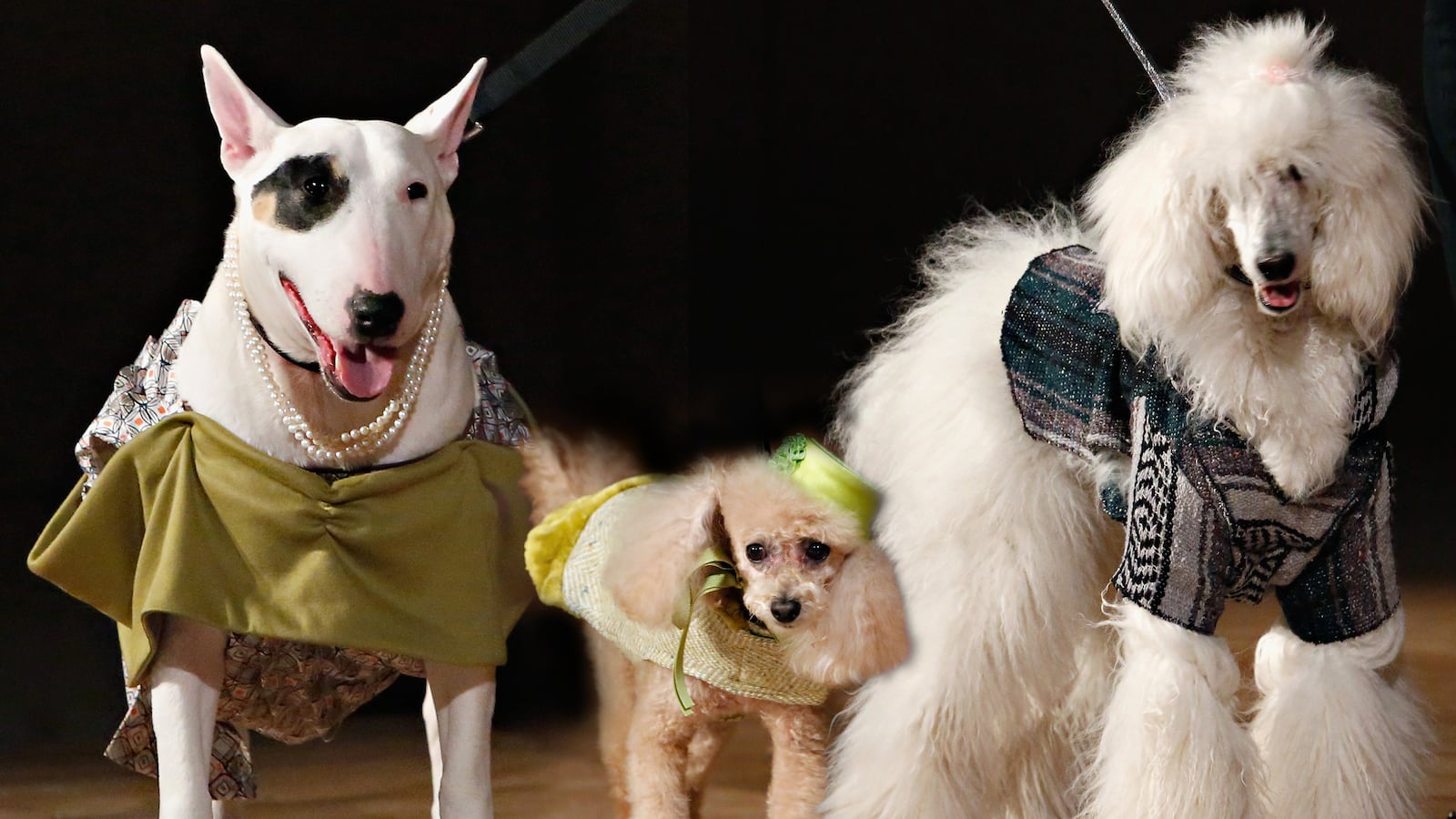 articles/2013/05/05/fit-hosts-bark-porter-art-deco-themed-pet-fashion-show/130503-dog-fashion-show-tease_avnngx