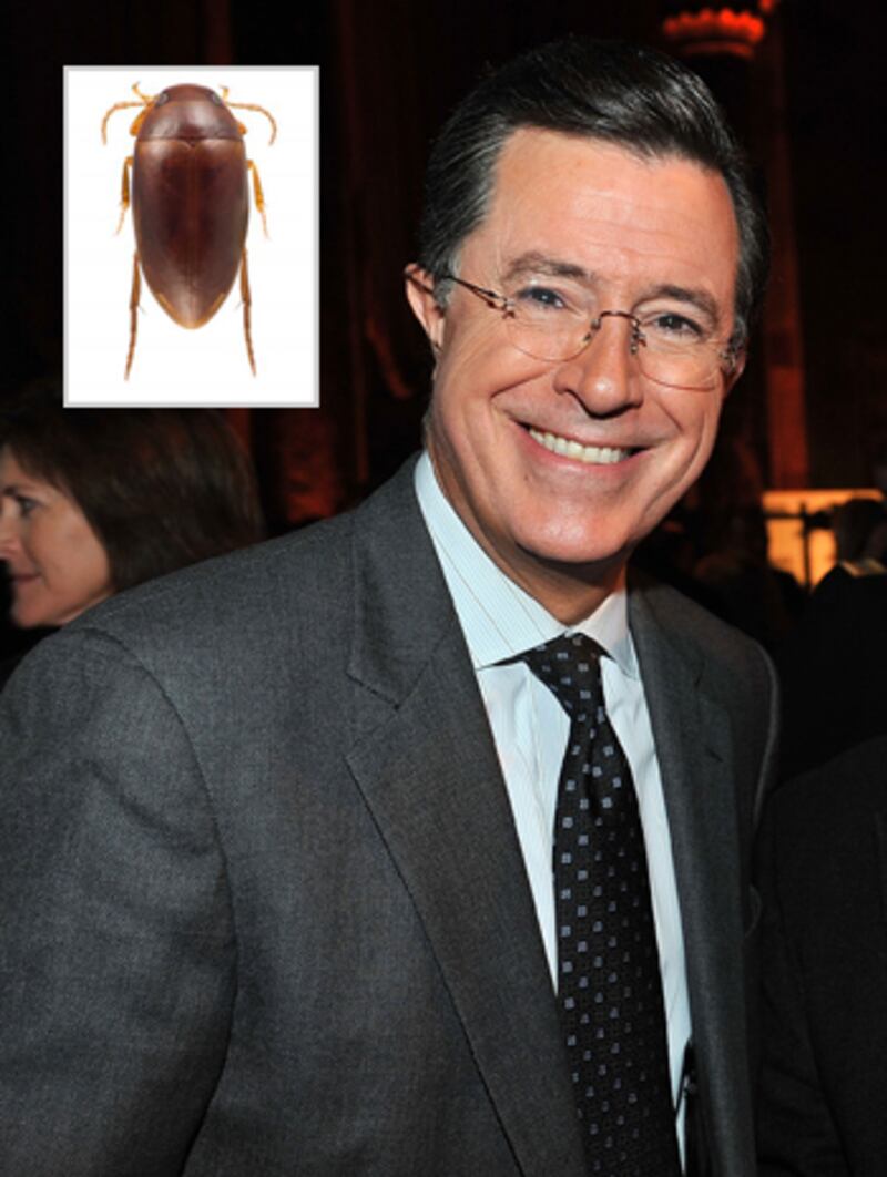 galleries/2012/01/05/hasselhoff-crab-and-10-more-species-named-after-celebrities-photos/species-named-after-celebs-colbert_dg5kfk