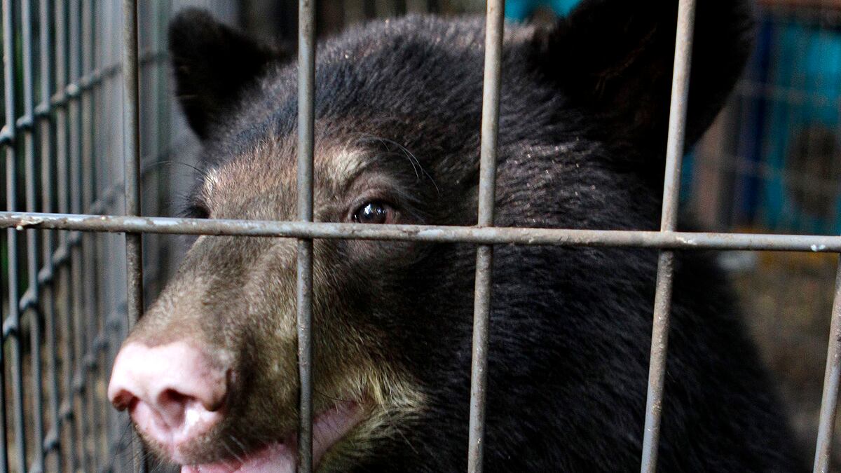 cheats/2011/10/21/ohio-gov-doesn-t-ban-wild-animal-ownership/exotic-animal-pets-ohio-cheat_yx2dq0