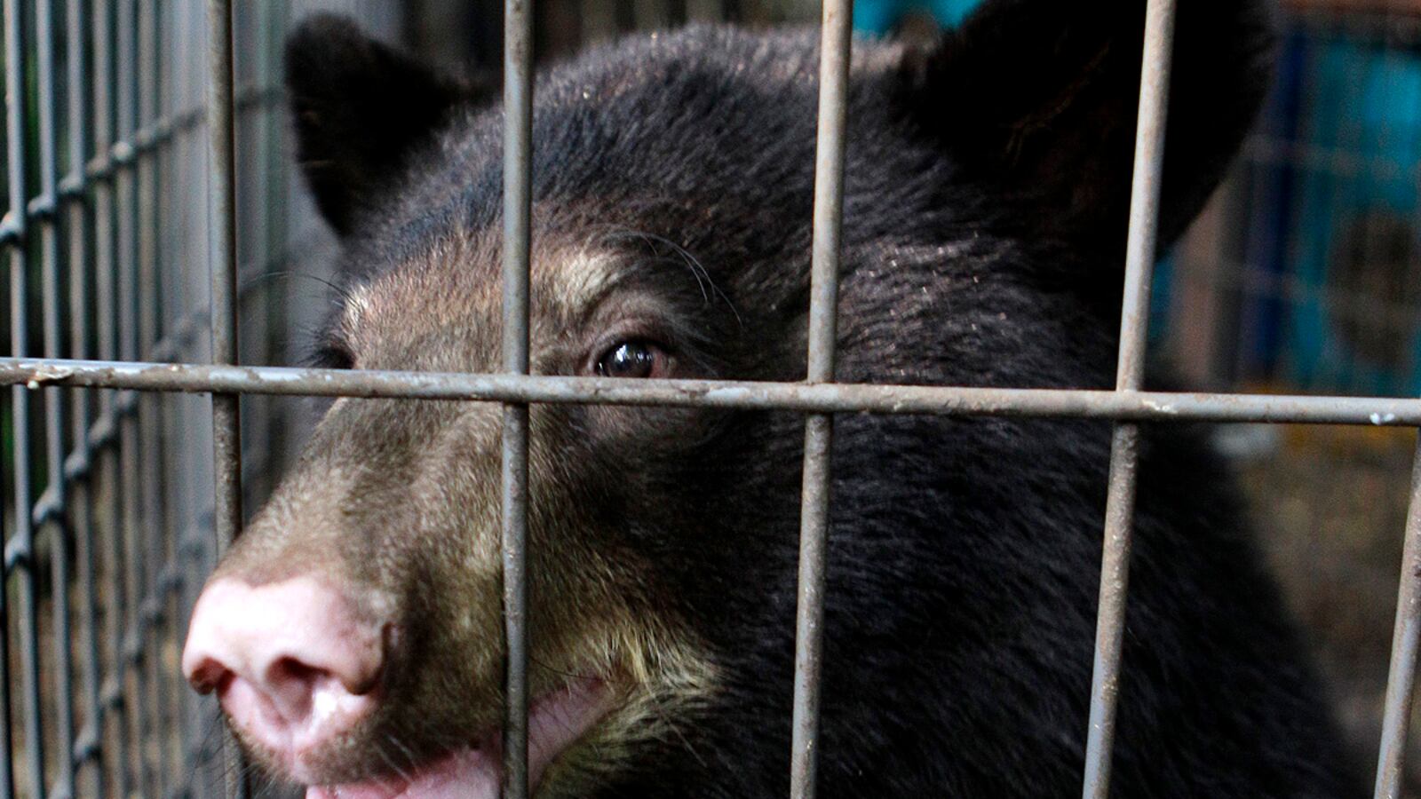 cheats/2011/10/21/ohio-gov-doesn-t-ban-wild-animal-ownership/exotic-animal-pets-ohio-cheat_yx2dq0