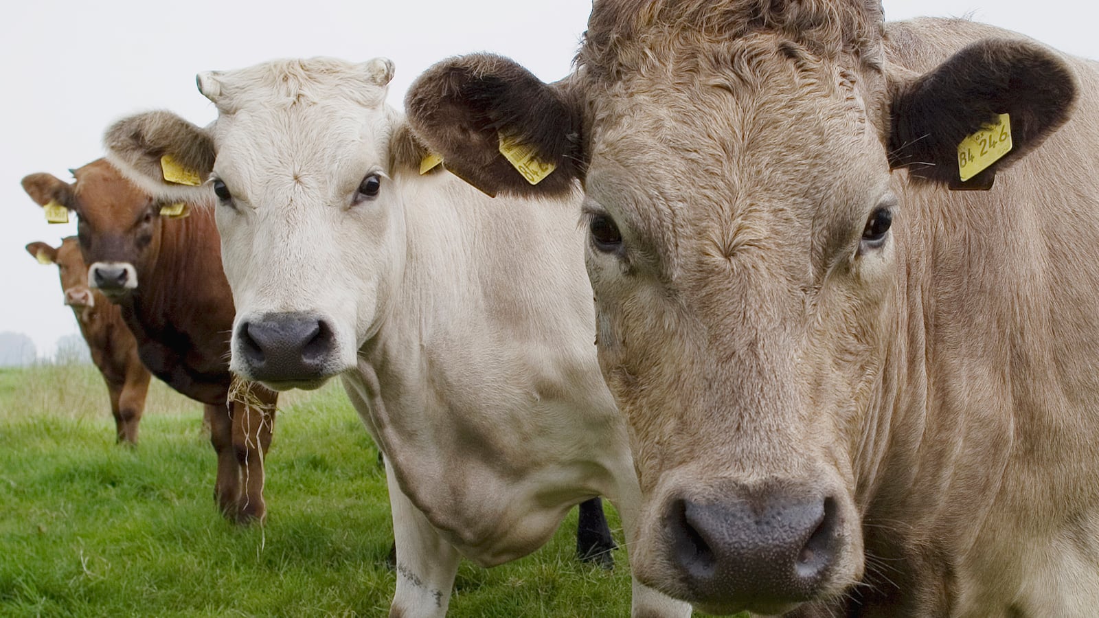 170918-rothabaum-cow-branding-tease_aquixq