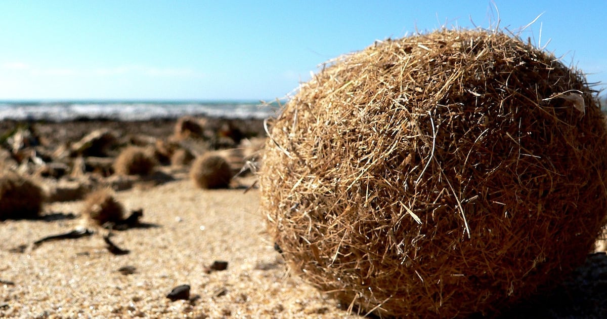 Scientists Explain Mysterious ‘Neptune Balls’ Washing Up On Beaches