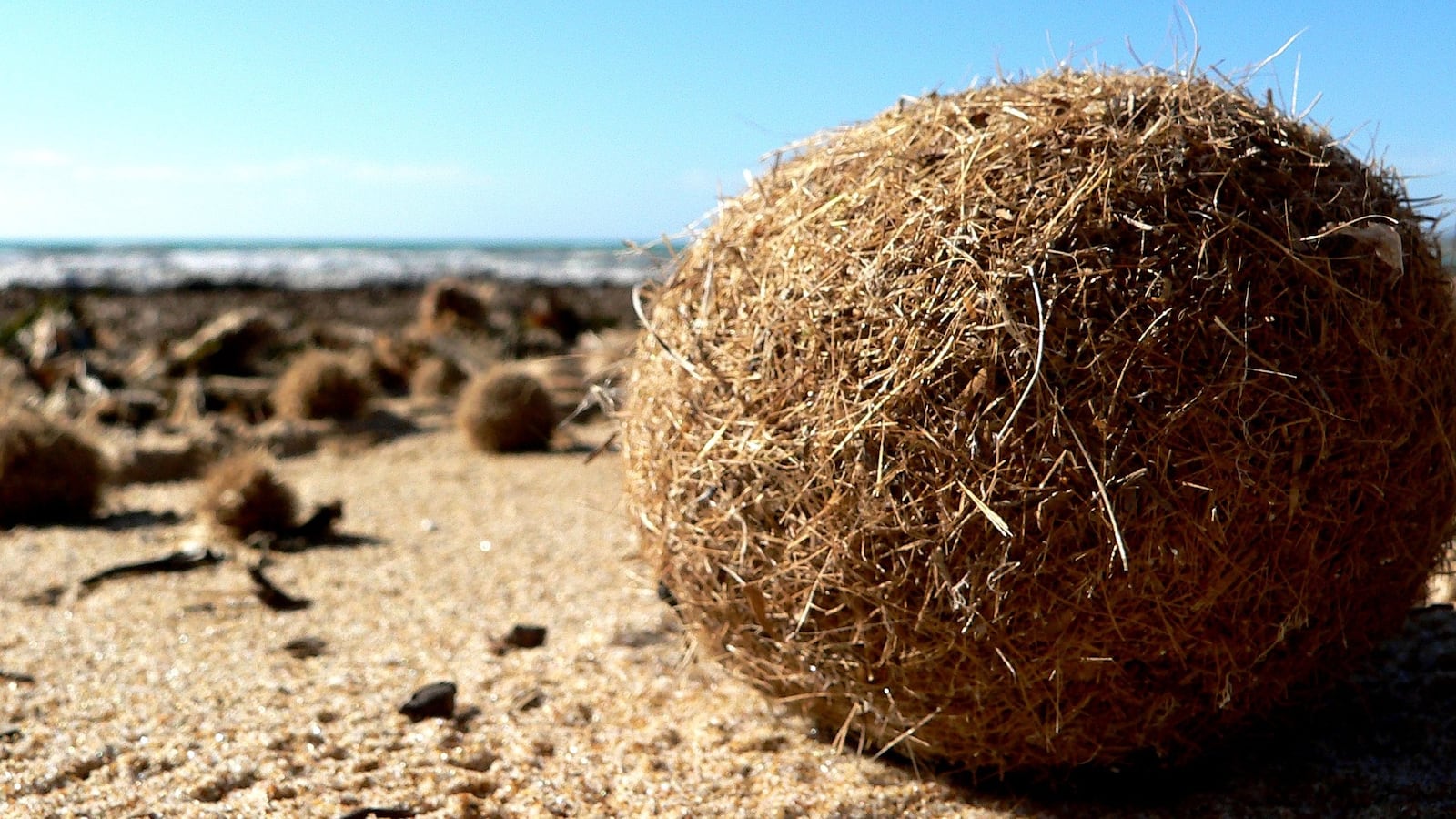 A sphere of posidonia sea grass sits in the foreground with the water and other spheres in the background.