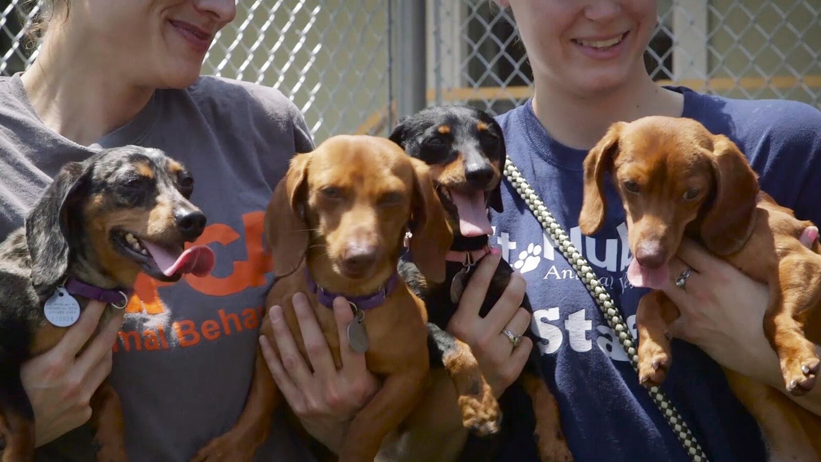 articles/2016/11/06/second-chance-dogs-offering-traumatized-dogs-a-life-saving-second-chance/161105-Stern-Second-chance-dogs-tease_ygvntv