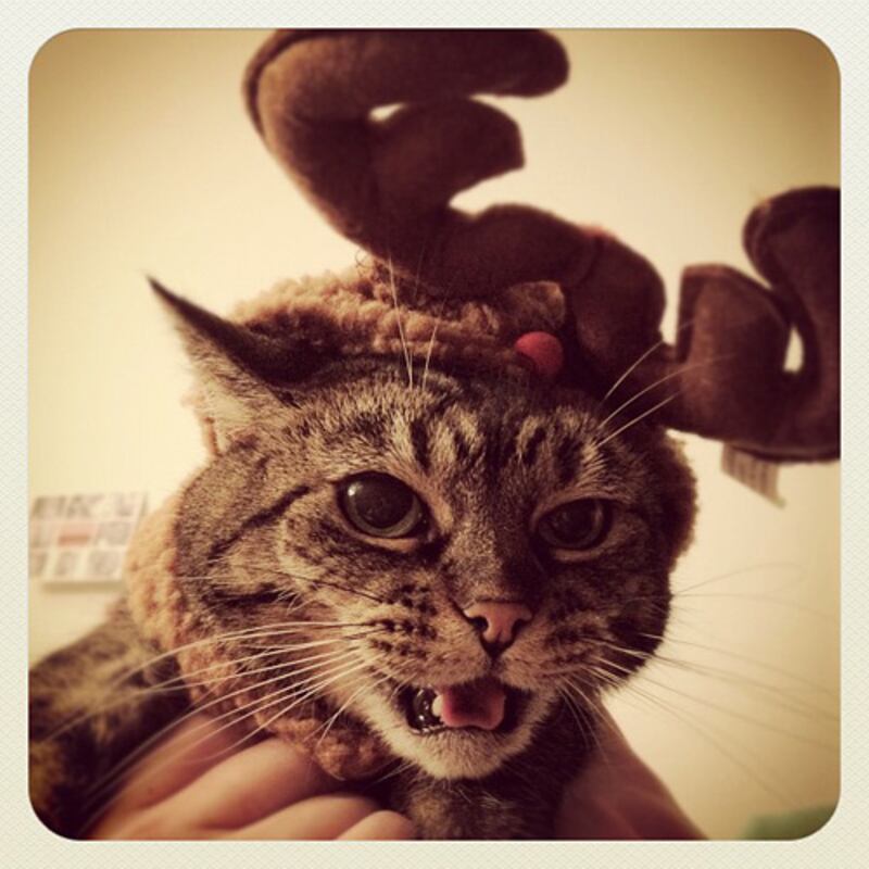 galleries/2011/12/23/christmas-cats-photos/christmas-cat-photos-1_qjl8mq