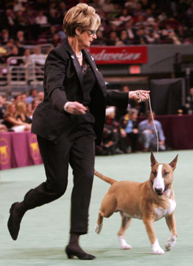 galleries/2010/02/14/westminster-dog-show-winners/westminster-dog-show---rufus_ou2l6b