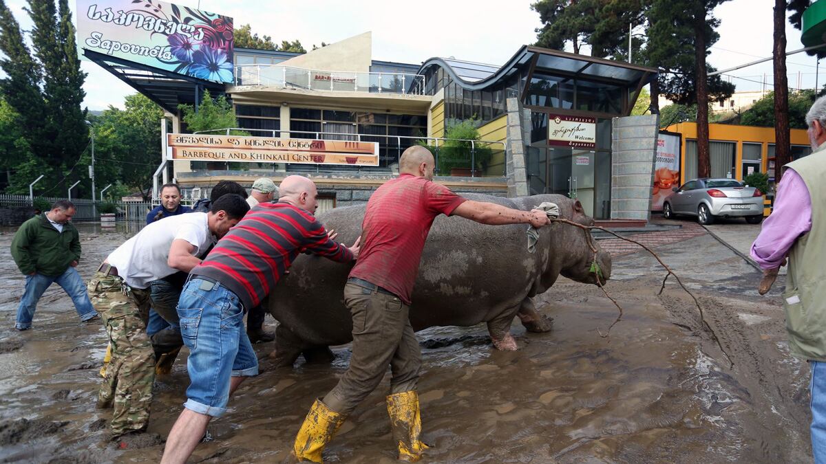cheats/2015/06/15/hunt-for-zoo-animals-roaming-euro-city/150615-tbisili-floods-cheat_ejfrqt