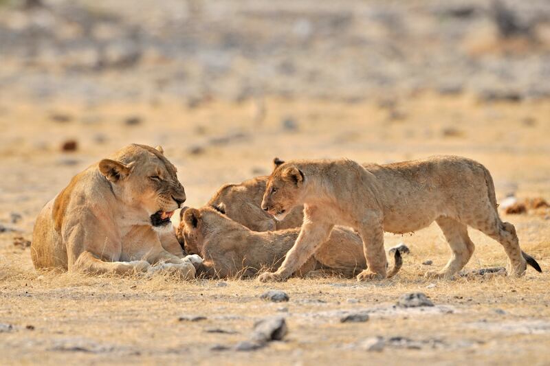 African lioness (Panthera leo) with cubs, Etosha National Park, Namibia. (Photo by: Arterra/Universal Images Group via Getty Images)
