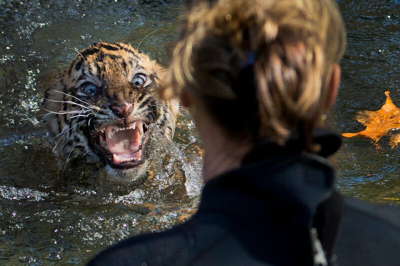 galleries/2013/12/26/the-best-beasts-of-2013-photos/131220-beast-beast-tiger_qhuzhp