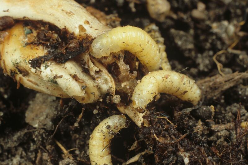 articles/2013/05/22/farmers-turn-to-pesticide-as-insects-resist-genetically-modified-crops/130522-rootworms-gross-tease_op4gim