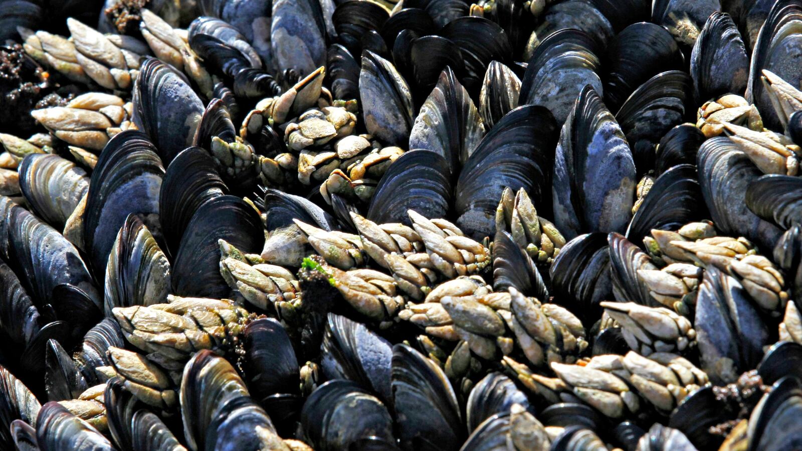 cheats/2016/06/23/contagious-cancer-found-in-shellfish/160623-mollusk-cancer-cheat_ftzzkd