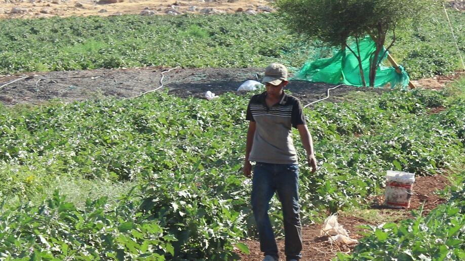 articles/2013/08/28/palestinian-child-laborers-in-israeli-settlements/child-labor-openz_wiwja8