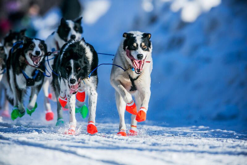 galleries/2014/03/06/gather-the-dogs-it-s-time-to-mush-iditarod-in-full-swing-photos/140306-iditarod-race10_hesiyd