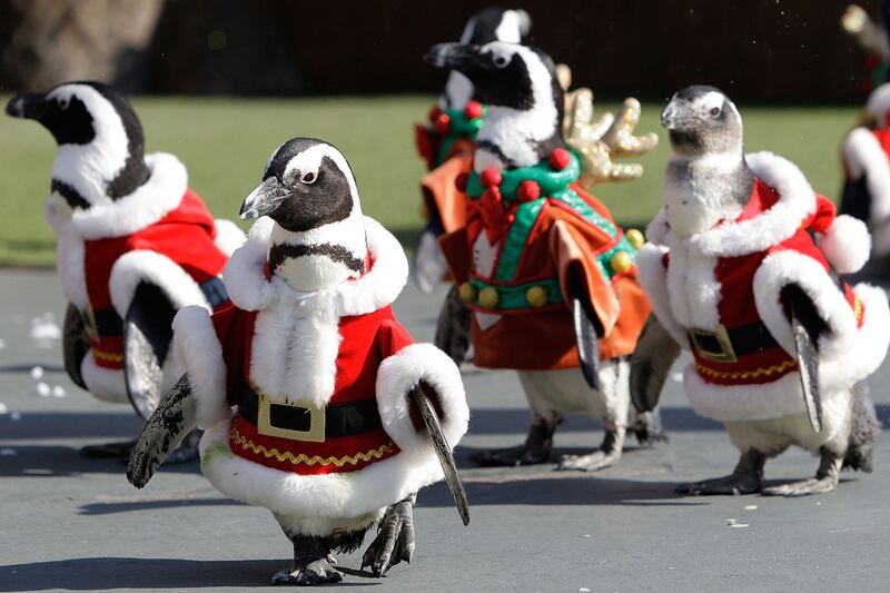 galleries/2011/10/24/best-dressed-penguins/best-dressed-penguins-11_yvr5if