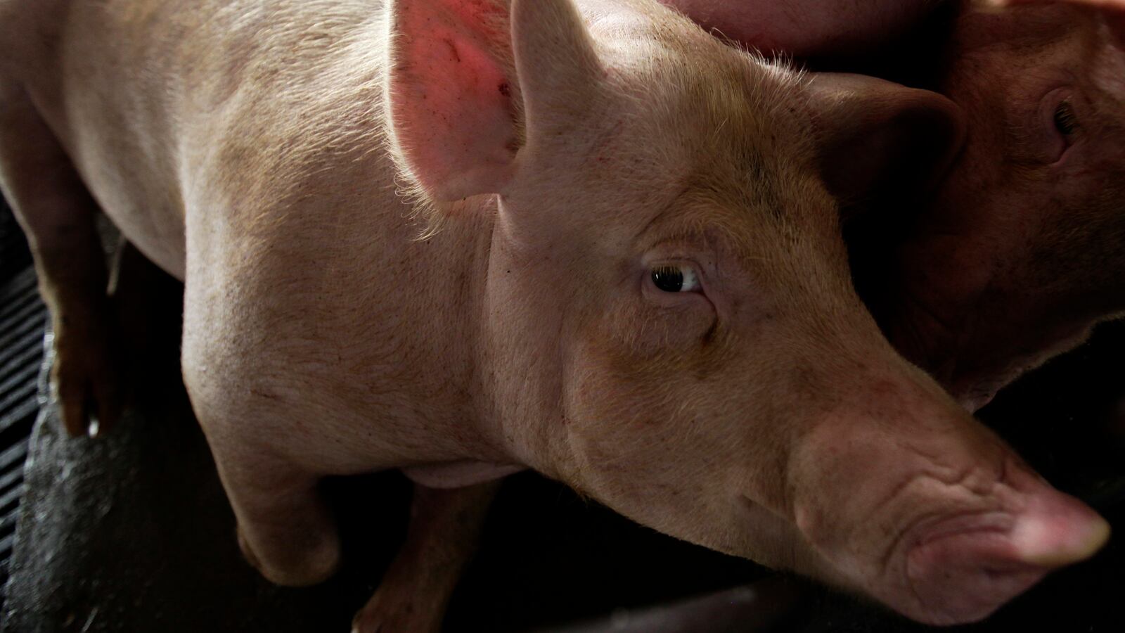 A pig is seen before being slaughtered