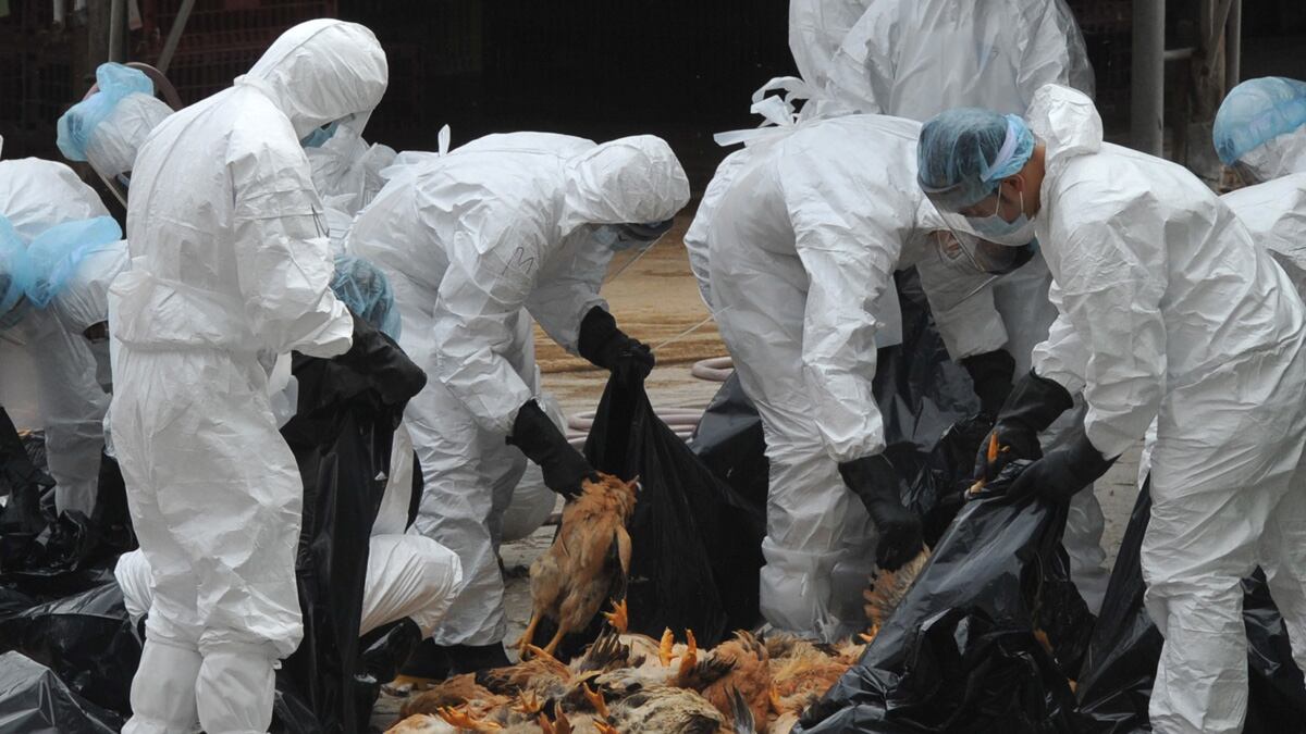 cheats/2011/12/31/man-dies-of-bird-flu-in-china/china-bird-flu-victim-dies-cheat_s6avhm