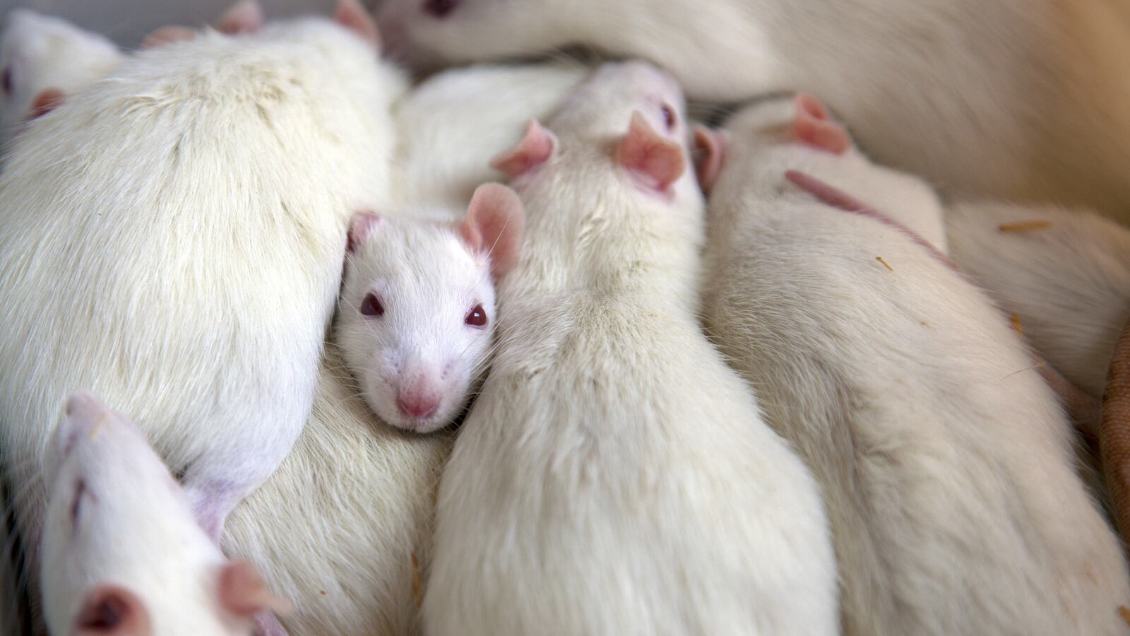 articles/2014/05/19/the-weird-underground-world-of-urban-animal-husbandry/170718-Animal-Husbandry-tease_pyuxvt