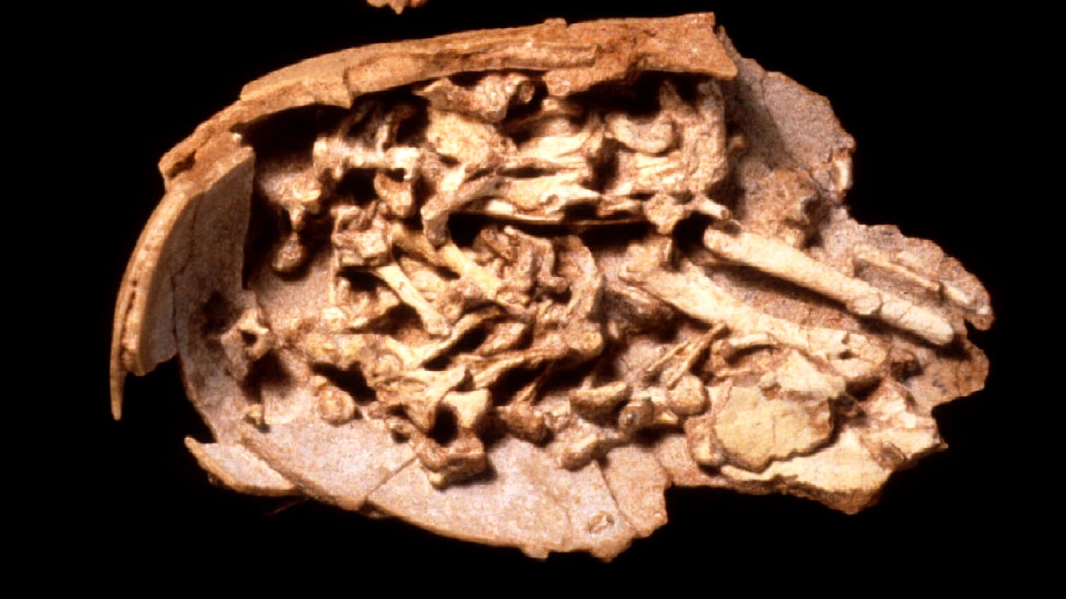 1994-11-04T120000Z_7509056_PBEAHUNIGEW_RTRMADP_3_DINOSAURS_atahgf