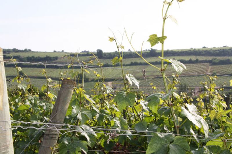galleries/2010/06/25/summer-food-burgundy/summer-food-series-2---4_usanzc