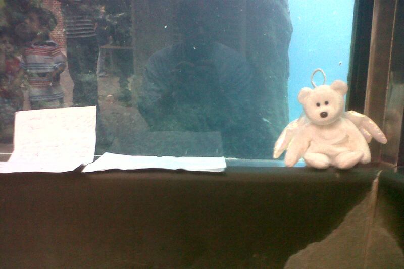 articles/2013/08/29/a-eulogy-for-gus-central-park-s-polar-bear-man-of-mystery/130829-jones-gus-tease_rzkzec