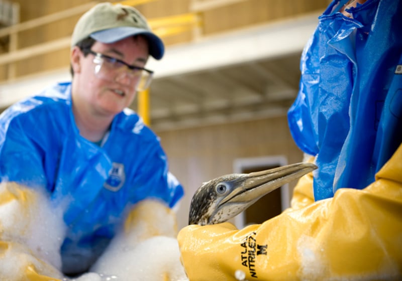 galleries/2010/05/04/volunteering-in-the-gulf/flickr-oil-spill-ibrrc-3_t3vfof