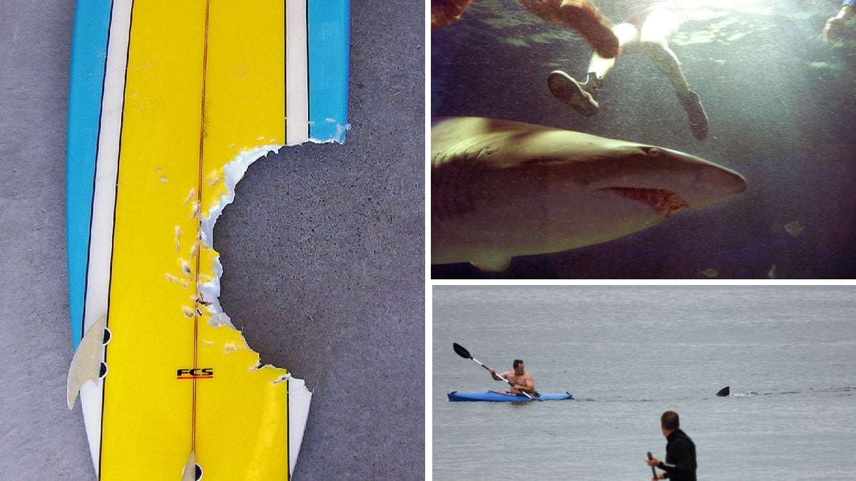 galleries/2013/08/10/terrifying-close-encounters-with-sharks/close-encounters-sharks-tease_ipmndi