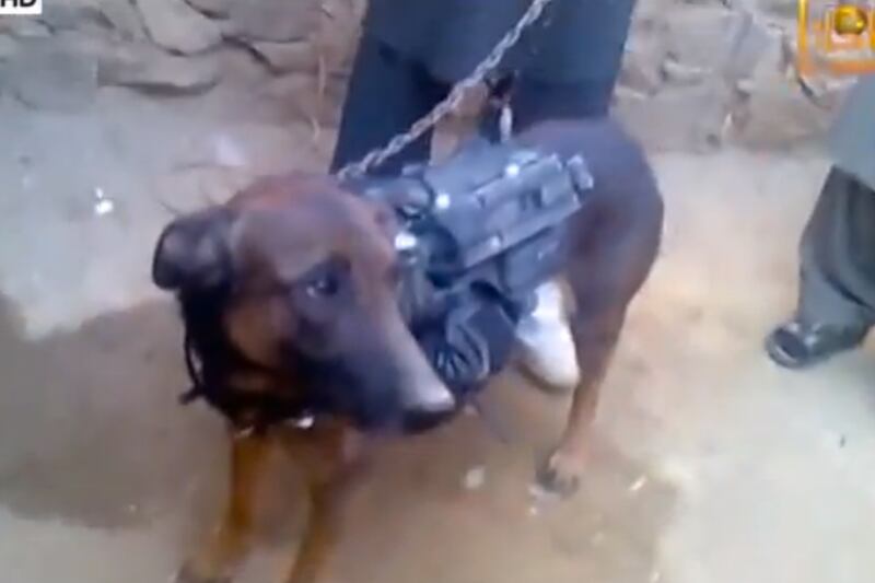 galleries/2014/02/10/the-cruelest-species-of-all-humans-wronging-animals/140210-animals-taliban-dog-tease_d4tdg9