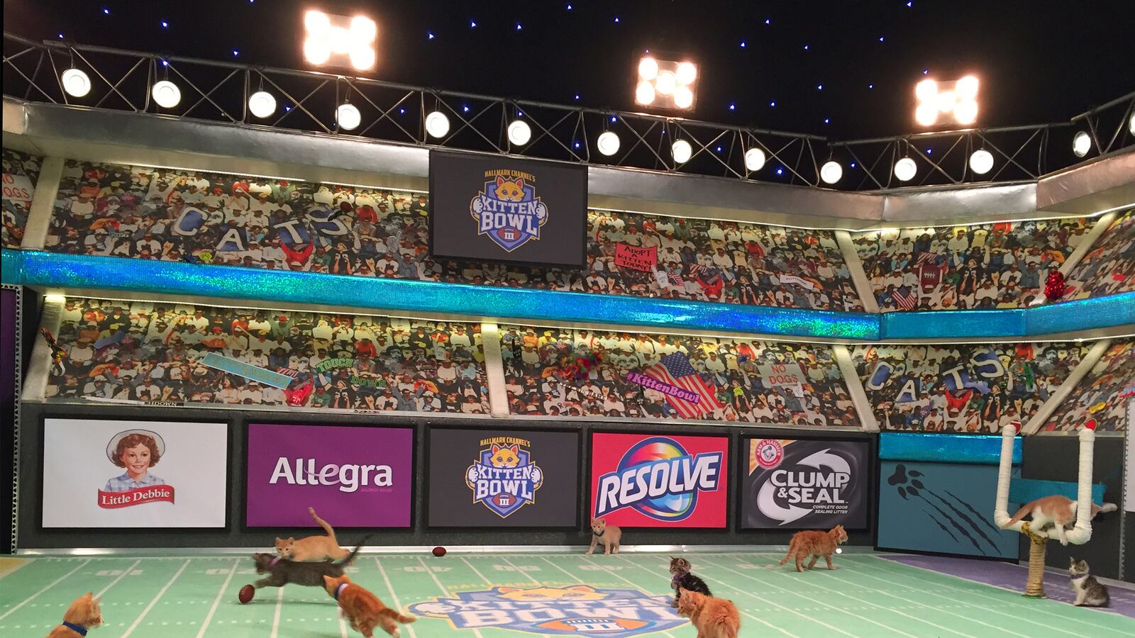 articles/2015/10/25/meow-welcome-to-kitten-bowl-the-super-bowl-for-cats/151024-shire-kitten-bowl-tease_i19nhq