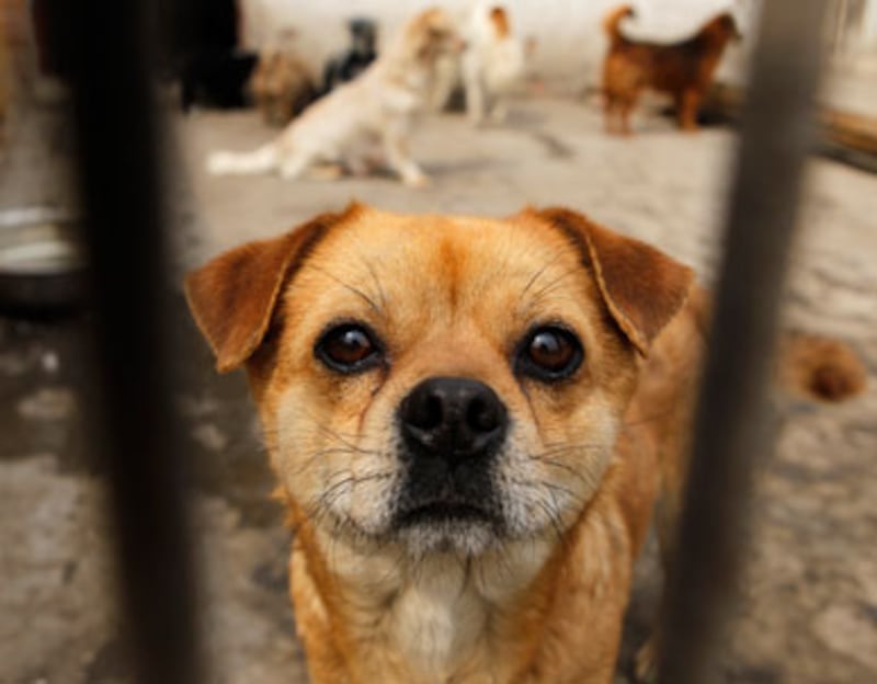 articles/2011/04/23/animal-rights-saving-chinese-dogs-from-the-cooking-pot/fish-chinese-dogs_175449_dq8nfl