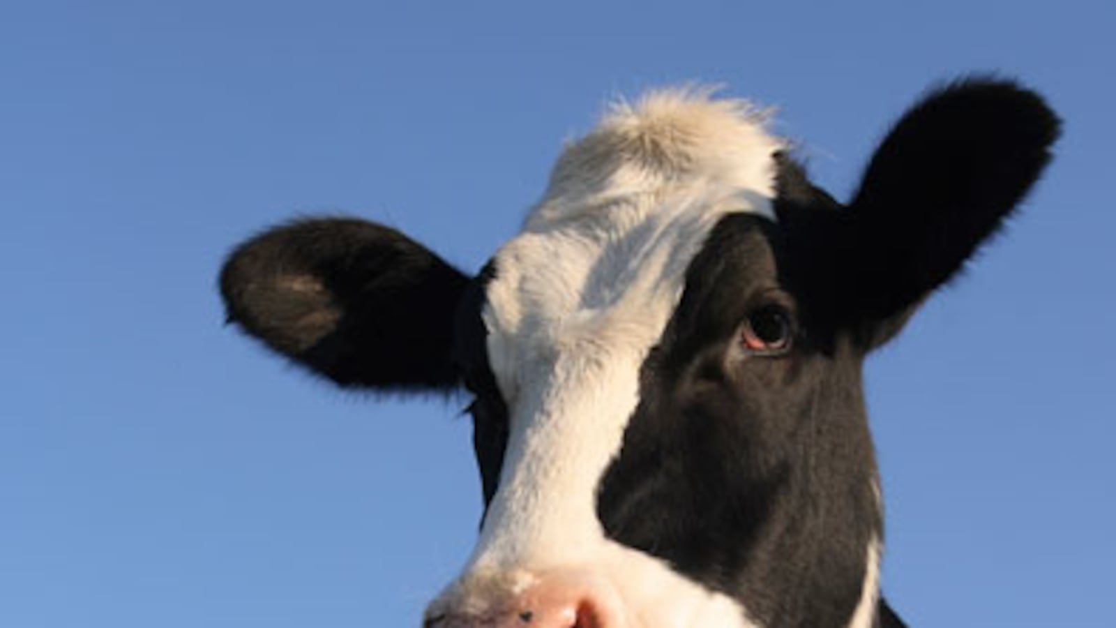 cheats/2011/03/31/minor-radiation-found-in-us-milk/cow-1_dmmqvi
