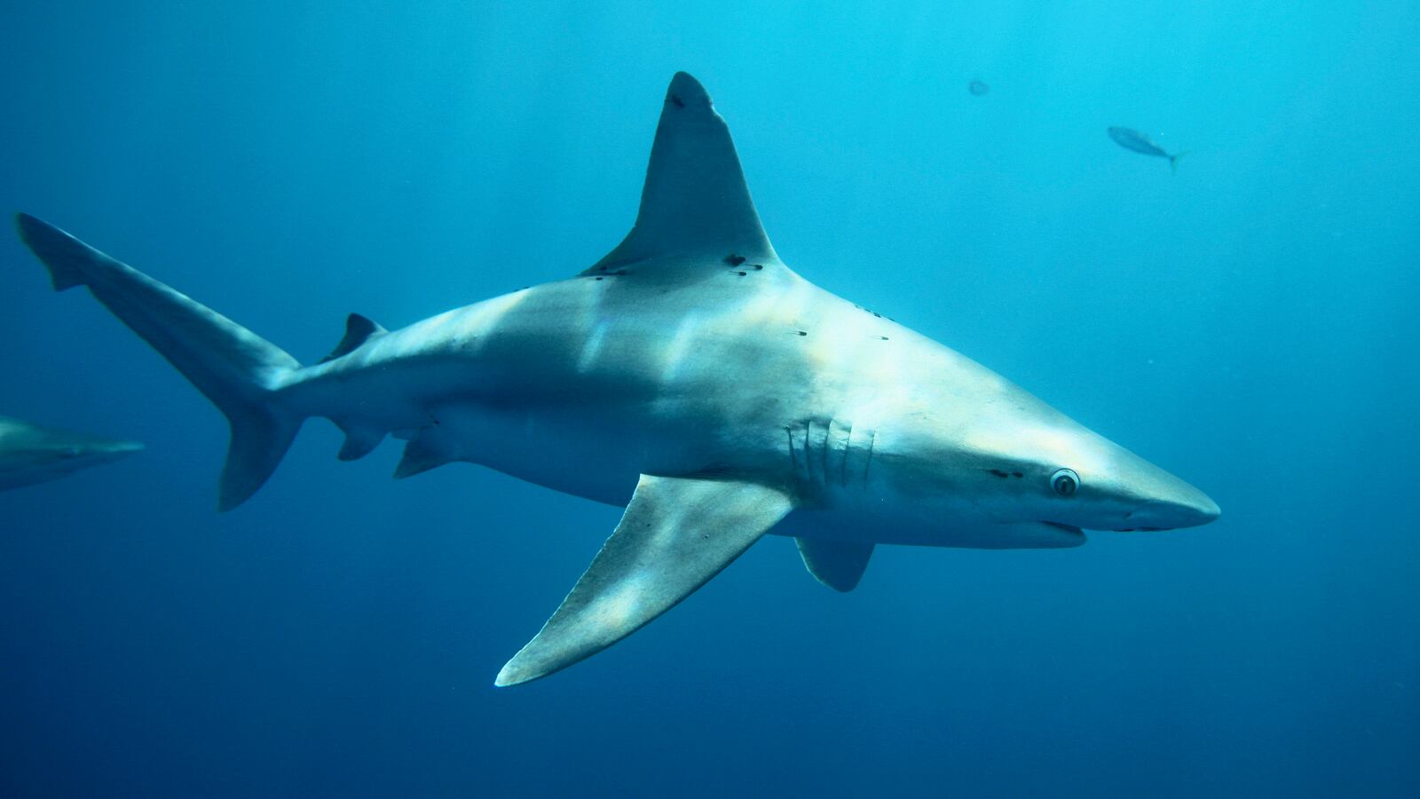 A sandbar shark cruises in the water off Haleiwa, Hawaii.