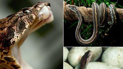 articles/2010/02/26/the-giant-python-hunt/skipp-python-hunt-gallery-launch_fgpncy