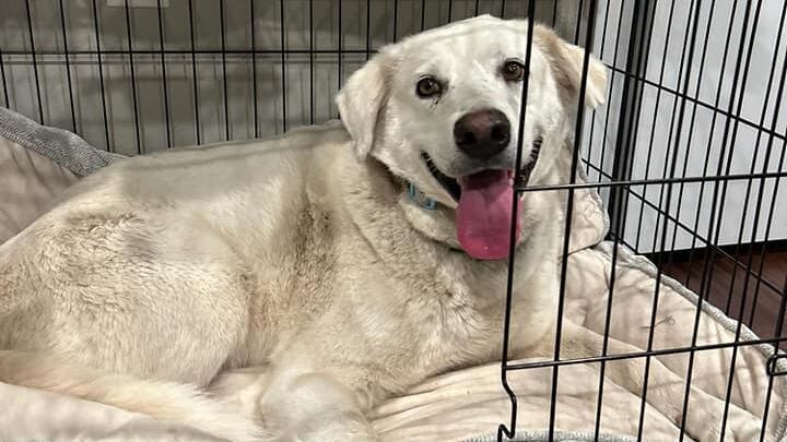 Kinnick, the three-legged dog.