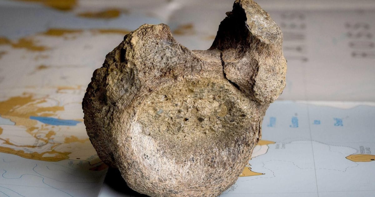 Scientists Stumble on Historic Discovery in Forgotten Drawer