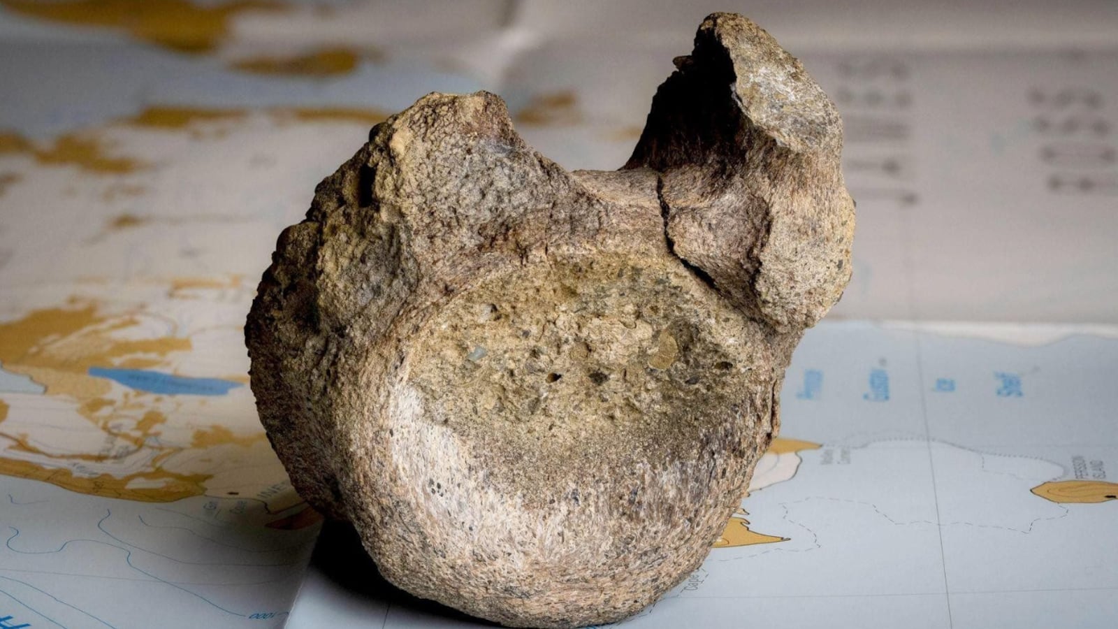 fossil