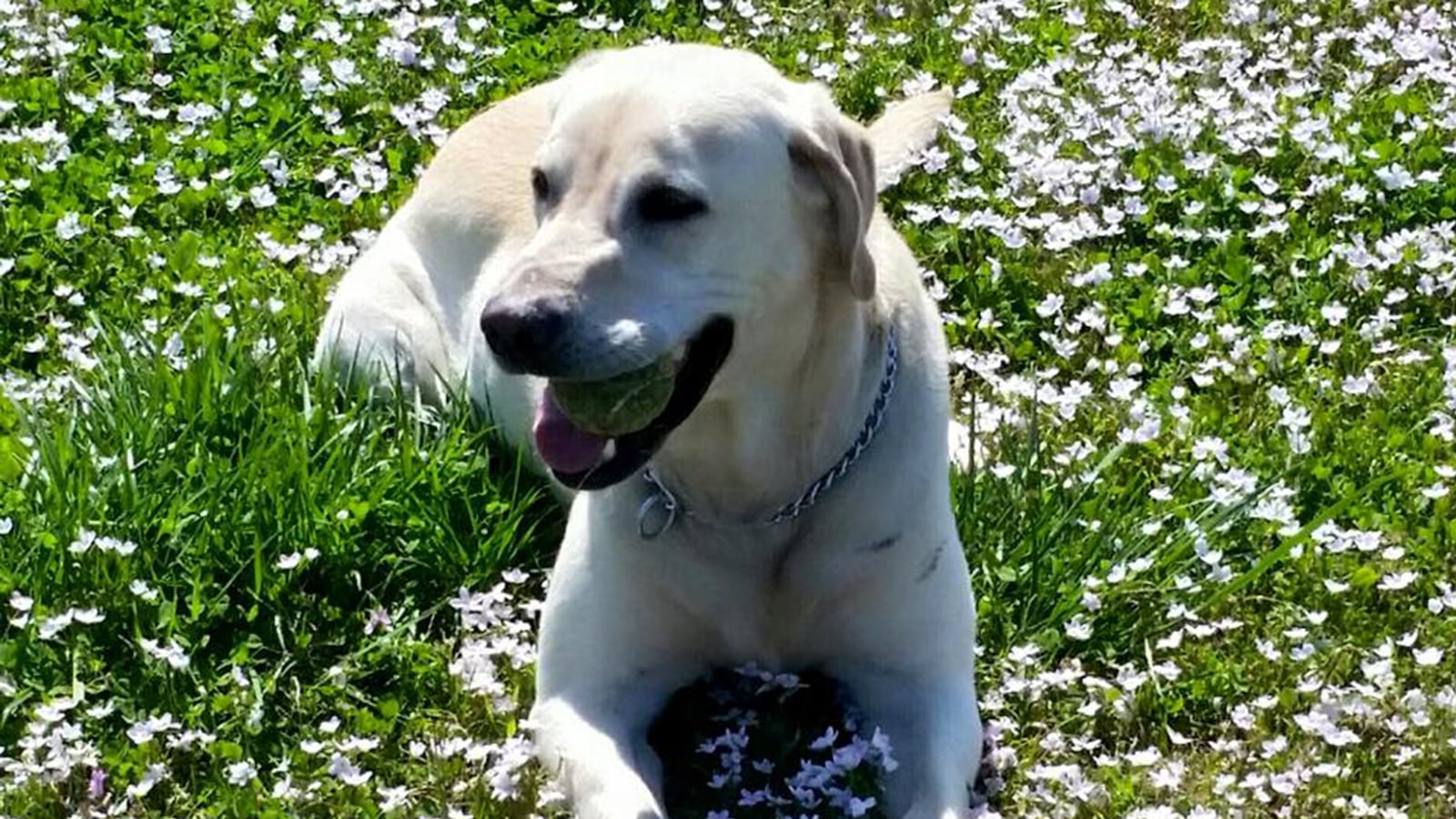 articles/2015/08/08/what-happens-when-cops-kill-k9s-not-much/150731-joiner-police-dogs-tease_dqe7ko
