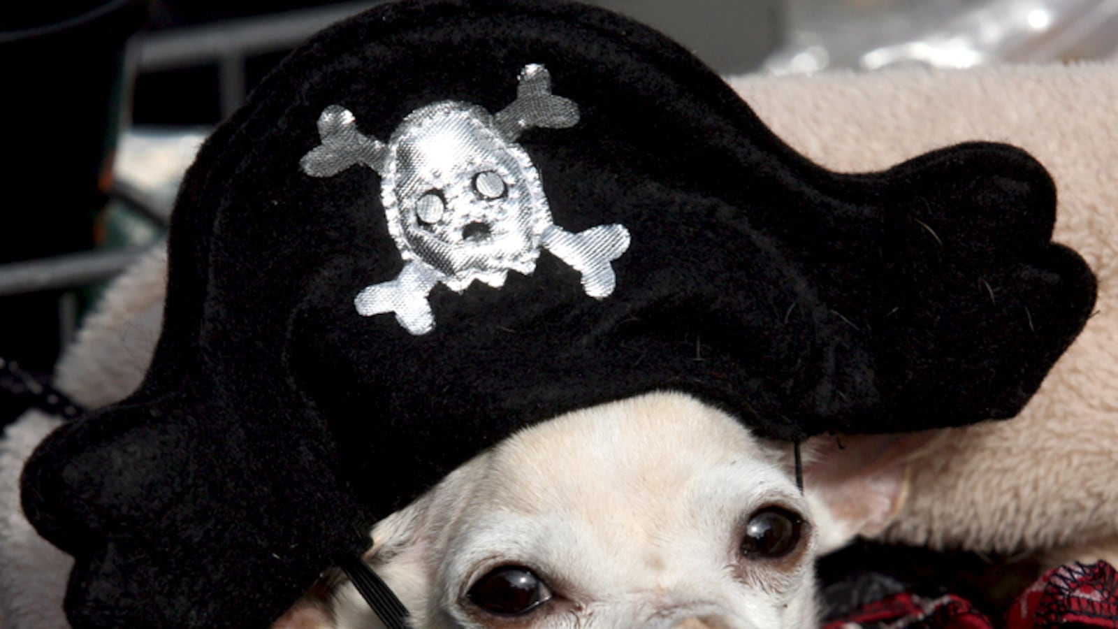 galleries/2012/02/21/dogs-celebrate-carnival-and-mardi-gras-photos/mardi-gras-dog-parades-solomon-07-tease_yvkzaj