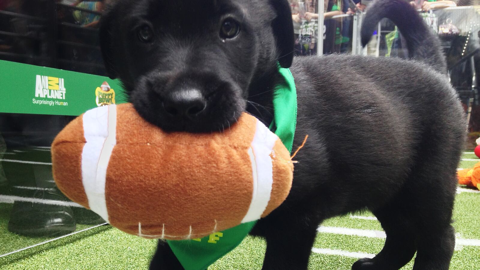 2015-01-29T120000Z_249602991_TM3EB1T19C901_RTRMADP_3_NFL-SUPER-PUPPY-BOWL_j1bn76